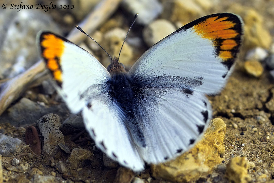 Colotis evagore - Desert Orange Tip